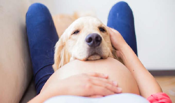 Consejos para que tu mascota no resienta el embarazo  