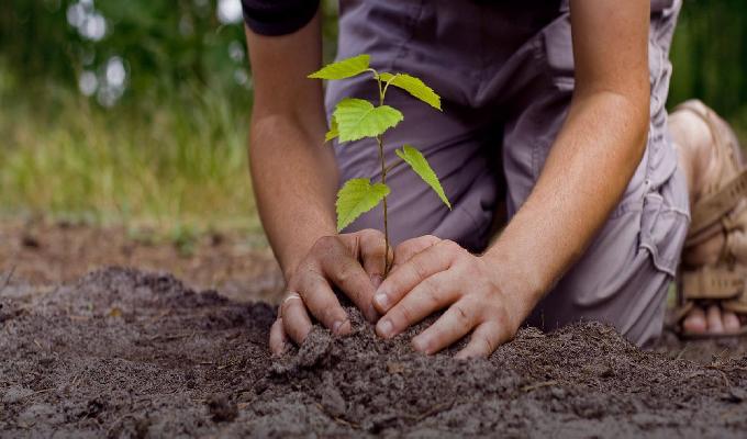 El valor de plantar un árbol