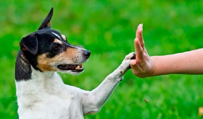 Aprende maneras para hacer pausas activas